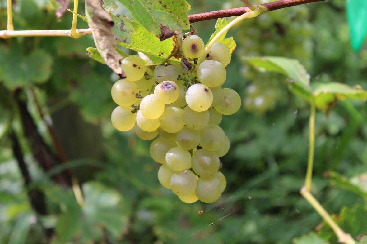 Erlenbach reife Weissweinrebe