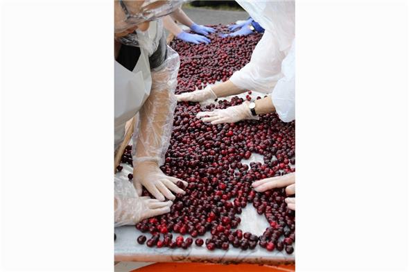 Es braucht viele fleissige Hände, um die nachmittags angelieferten Kirschen zu verlesen.