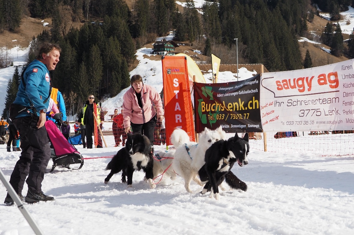 Es braucht zahlreiche Helfer, um die Hunde am Start zu halten.