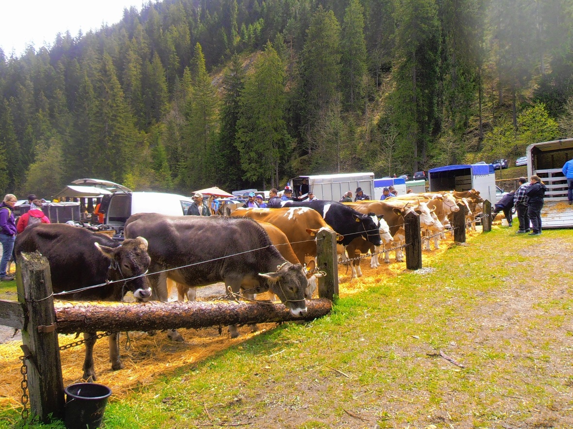 Etliches an Vieh war zum Handeln bereit.