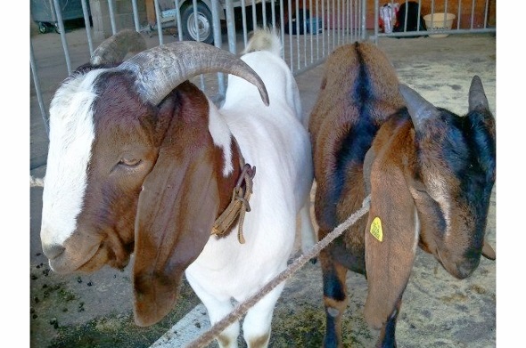 Exoten unter sich: Der Buren-Bock «Donald», mit den geforderten, bis zum Kinn reichenden Schlapp-Ohren und der Jungbock «Nils». Er ist Vertreter der Anglo Nubianziegen, deren Milch durch hohen Fettgehalt auffallen.