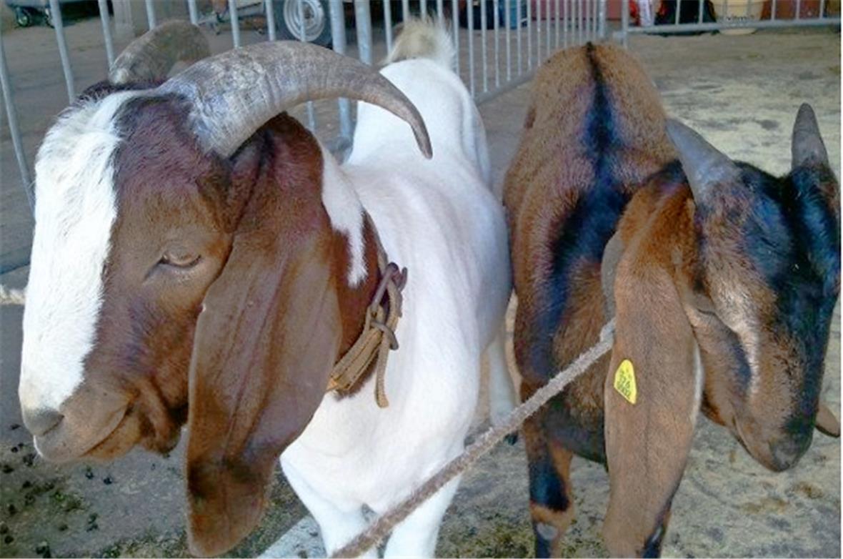 Exoten unter sich: Der Buren-Bock «Donald», mit den geforderten, bis zum Kinn re...