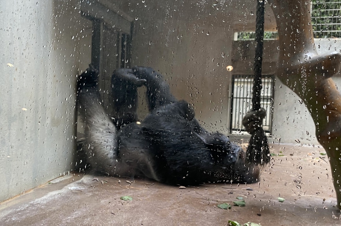 Fauler Silberrücken.