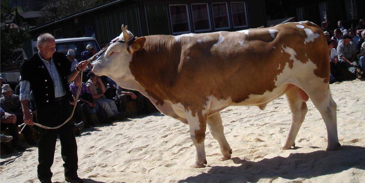 Ferdinand Lempen, Lenk, war seit 1976 immer mit einem Altstier an den Amtsviehschauen Obersimmental vertreten.