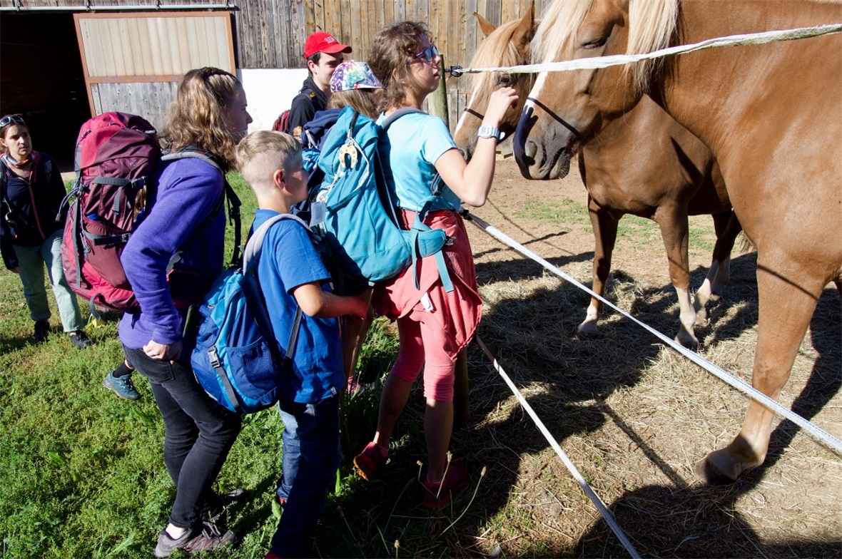 Freibergerpferde zum Streicheln.