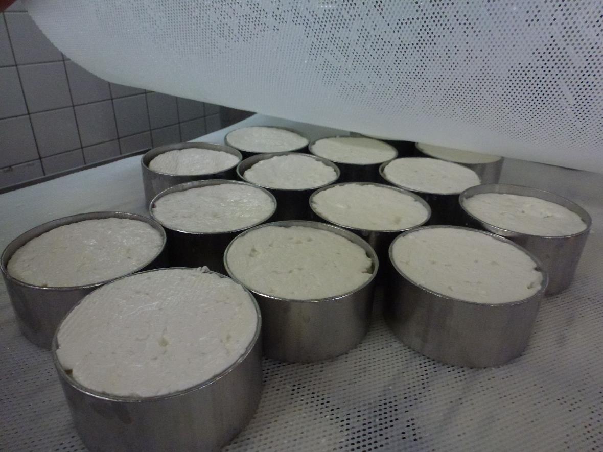 Frisch abgefüllter Ziegenkäse.