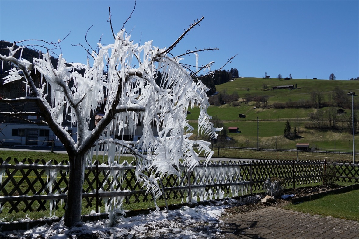 Frostschutz durch Eis: Der Aprikosenbaum in an der Lenkstrasse war für kurze Zei...