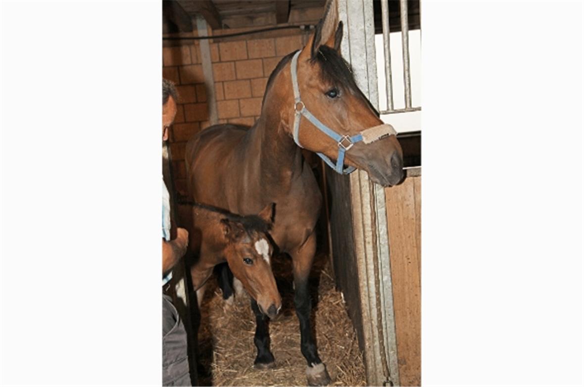 Füllen mit seiner Mutter im Reitzentrum