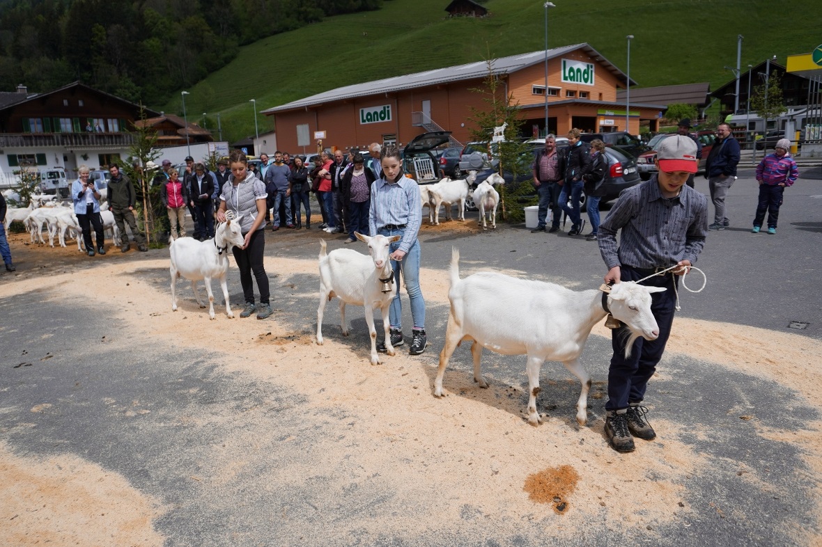 Für den Züchternachwuchs in der Ziegenzuchtgenossenschaft Därstetten ist gesorgt...