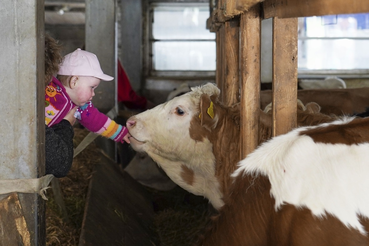 Für viele Besucher ein Erlebnis: den grossen Kühen einmal ganz nah sein können.