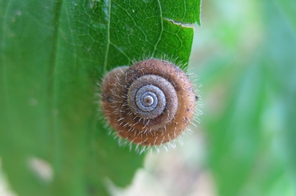 Fundstücke aus dem Naturpark Diemtigtal, eine Zottigen Haarschnecke.