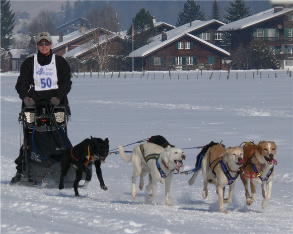 Gaby Pfister ist in Eschi, Boltigen aufgewachsen und wohnt heute in Goldiwil. In der Kategorie 6 Hunde durfte sie sich bei besten Verhältnissen 12 km ziehen lassen.