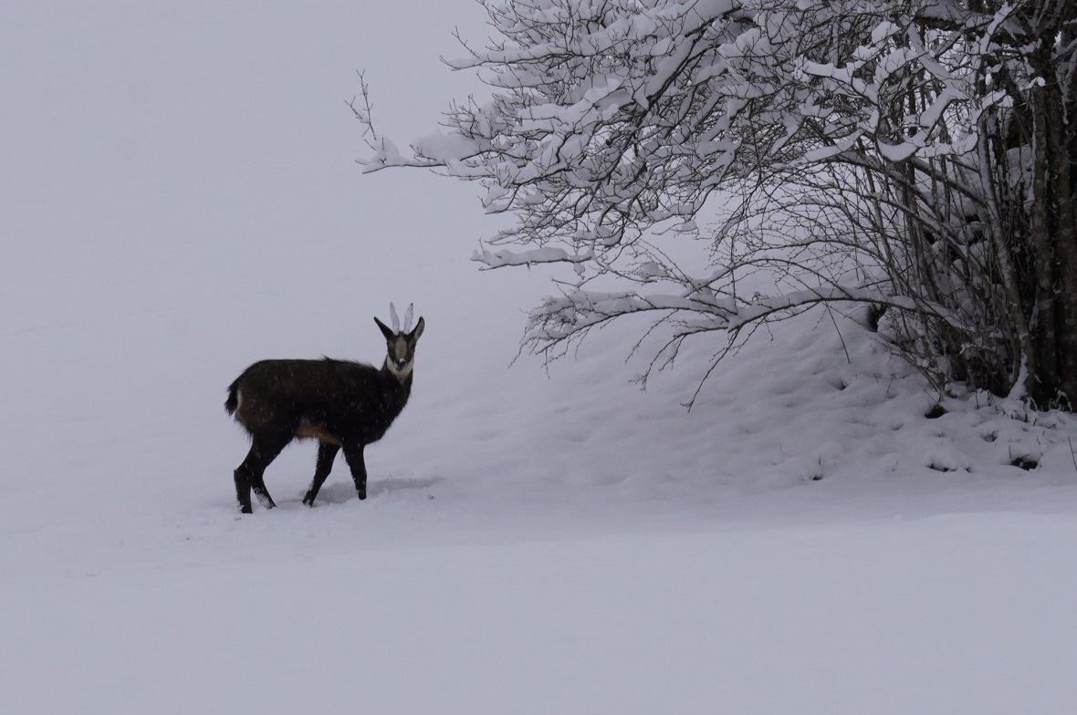 Gämse suchen unter der Schneedecke nach Nahrung. 