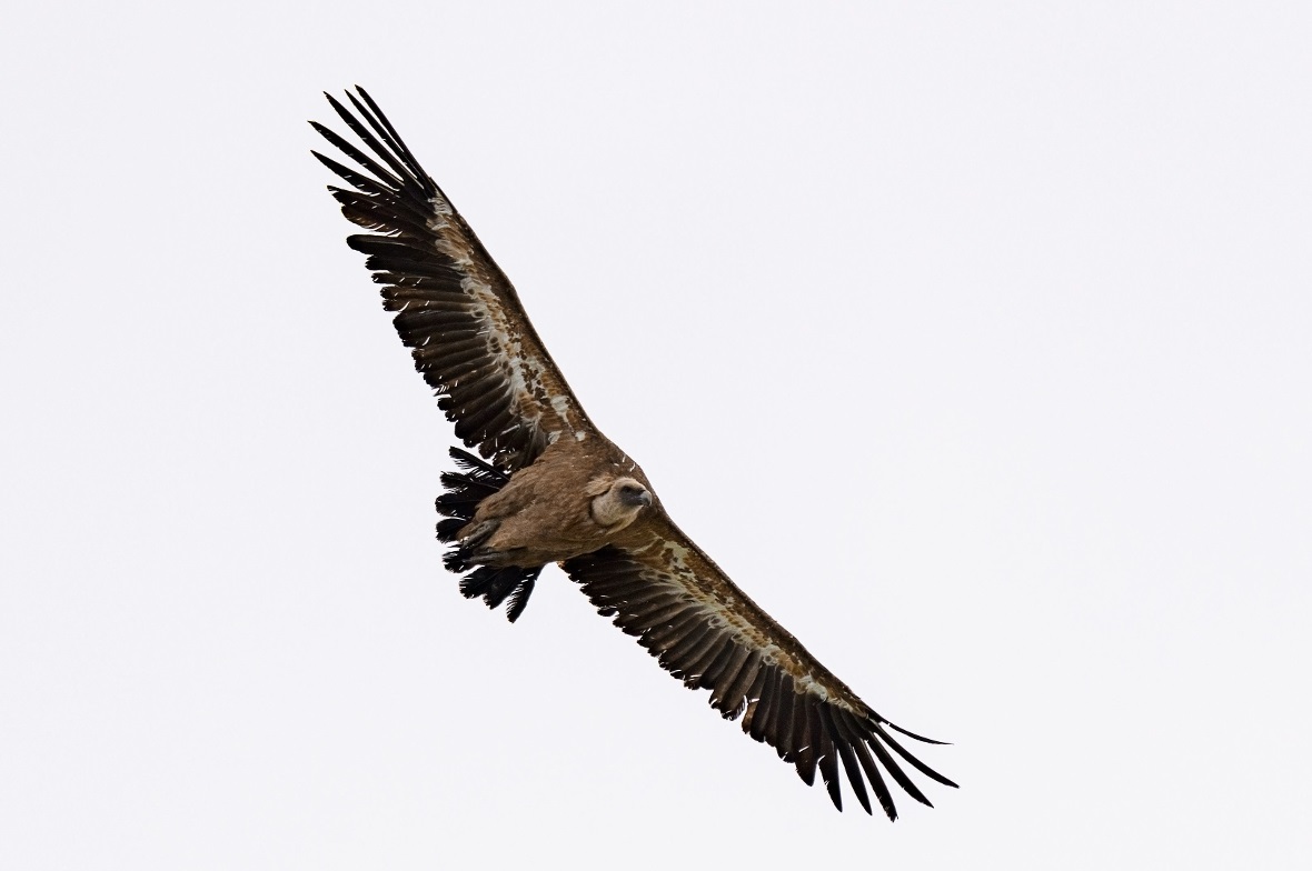Gänsegeier über dem Seehore in der Nähe des Seebergsees