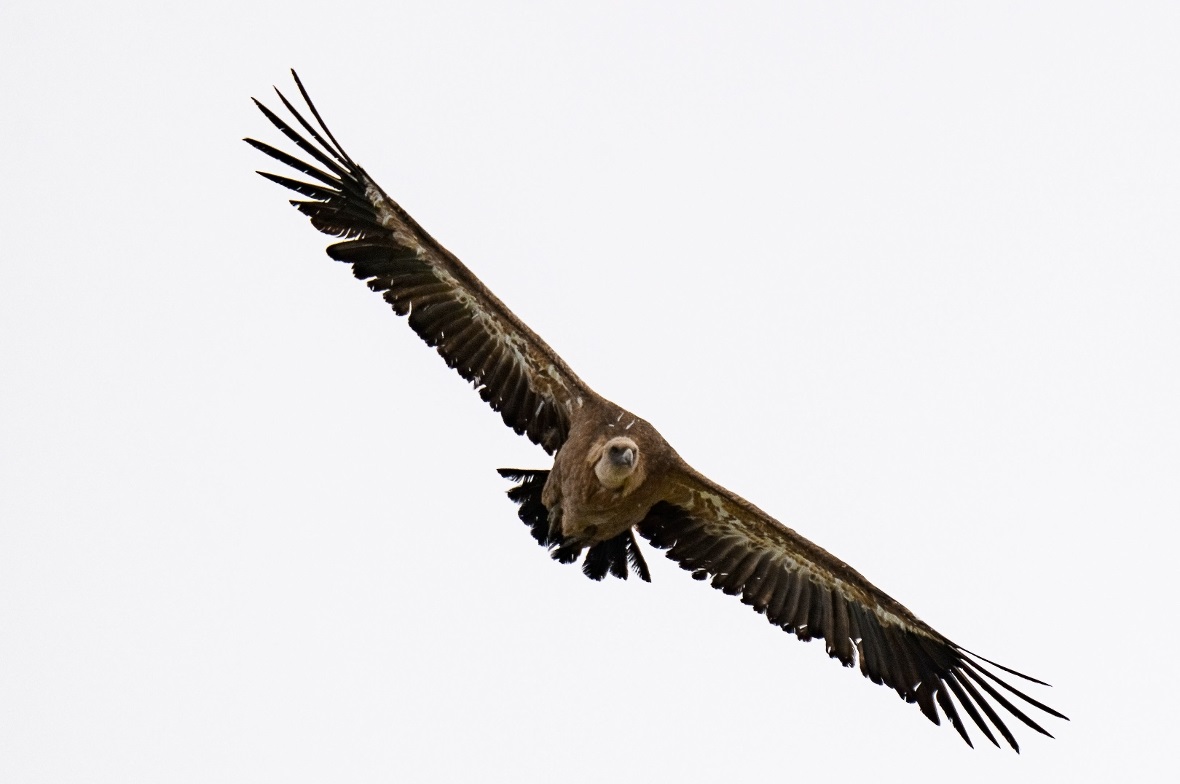 Gänsegeier haben eine Flügelspannweite von 2,3 bis 2,65 Meter, wiegen rund zehn Kilo und werden ca. neun Jahre alt. Die Vögel verbringen nur die Sommerzeit in unserer Gegend.