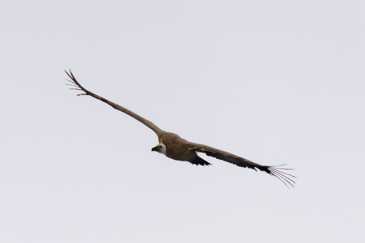 Gänsegeier über dem Seehore (2280 Meter ü.M.).