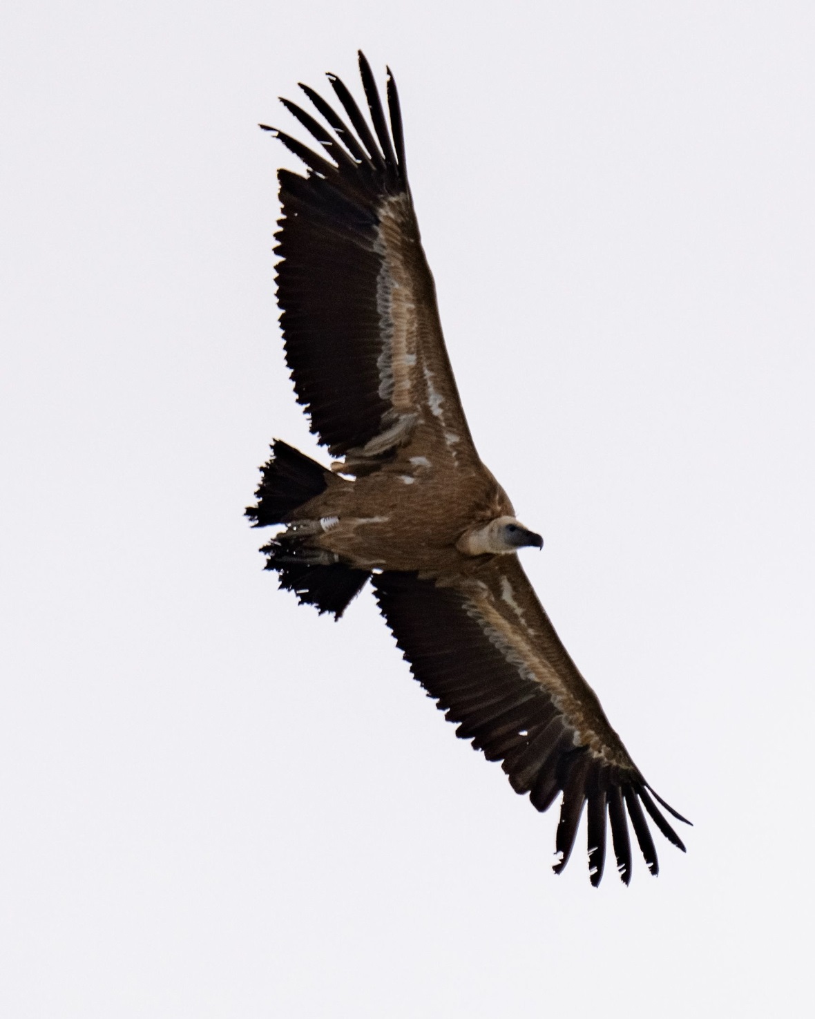 Gänsegeier über dem Seehore (2280 Meter ü.M.).