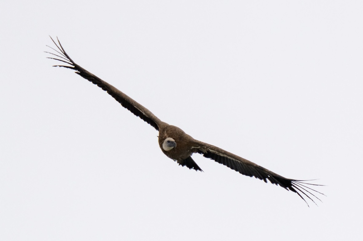 Gänsegeier über dem Seehore (2280 Meter ü.M.).
