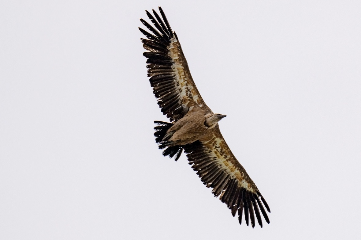 Gänsegeier über dem Seehore (2280 Meter ü.M.).