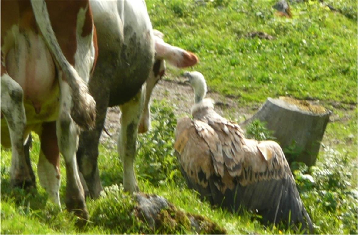 Gänsegeier wird vom Rindvieh bedrängt (Fundort Mannried unterhalb Grabenweidli).