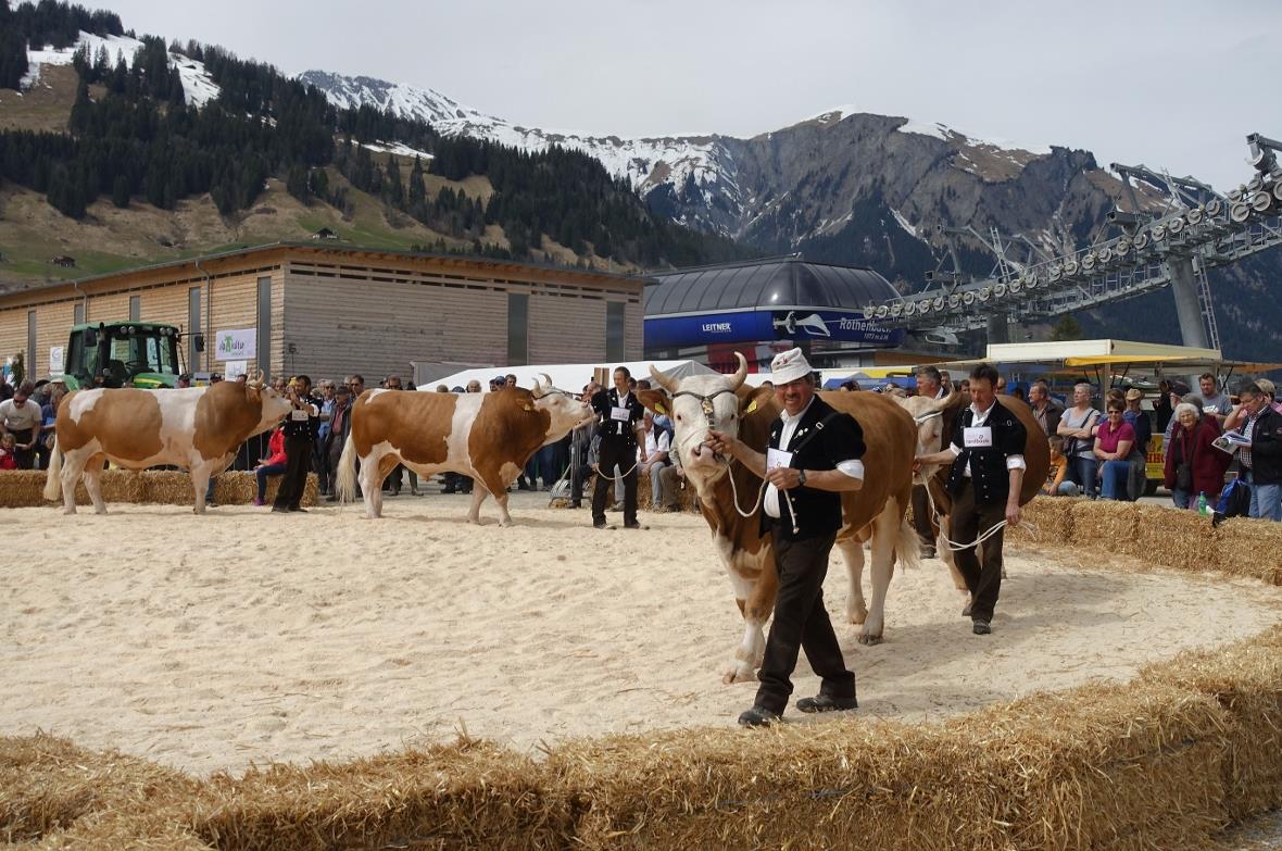 Geballte Ladung an Kraft: Die Präsentation der Stiere mit Marcel mit Manfred Mar...