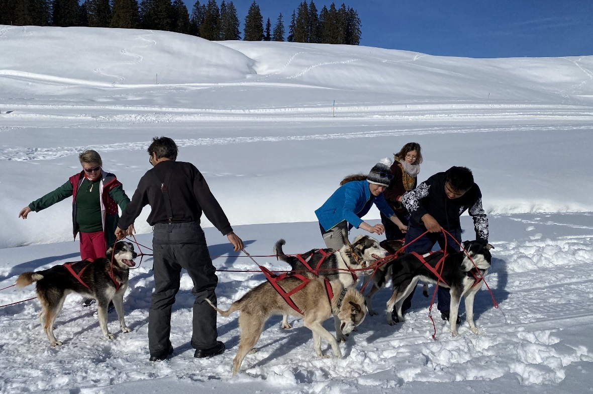 Gemeinsames Hunde einspannen.