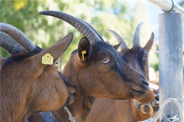 Gemsfarbige Gebirgsziegen bei der Ziegenschau in Lenk.