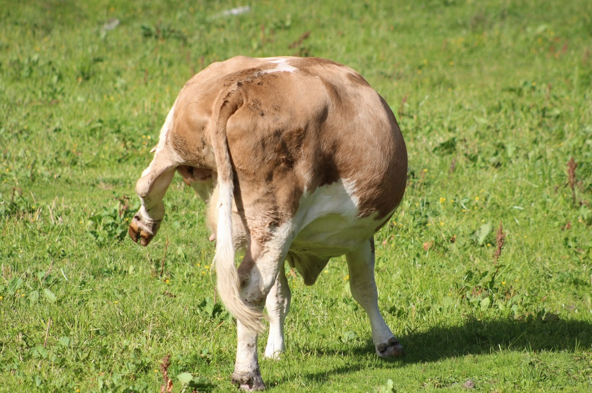 Gewissermassen einen «Tanz auf Distanz» hat diese Kuh zur Freude der Zuschauerin gewagt. Hier war kein Arrangement und kein Drehbuch im Spiel: Die Kühe reagierten auf das Alphornspiel auf ihre eigene Weise: tanzend und springend.