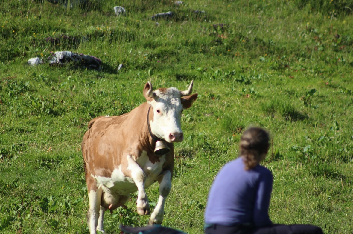 Gewissermassen einen «Tanz auf Distanz» hat diese Kuh zur Freude der Zuschauerin gewagt. Hier war kein Arrangement und kein Drehbuch im Spiel: Die Kühe reagierten auf das Alphornspiel auf ihre eigene Weise: tanzend und springend.