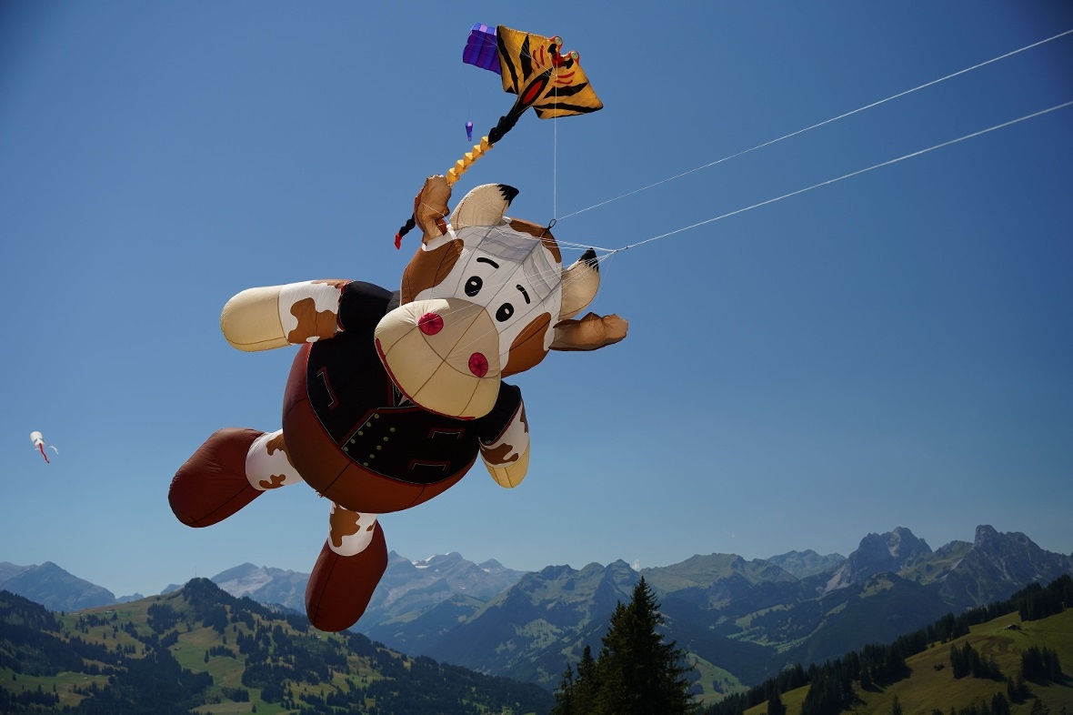 Grösste Attraktion am Drachenflugtag: Die Kuh, die sich freundlich aber majestät...