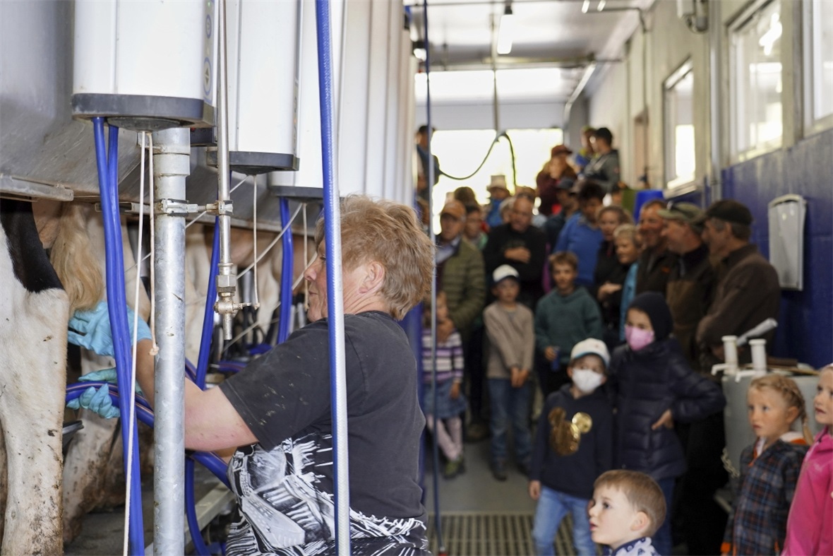 Grosser Andrang beim Schaumelken am 10er-Melkstand, hier bedient von Ruth Walker...