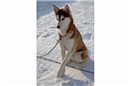 Grosser Husky