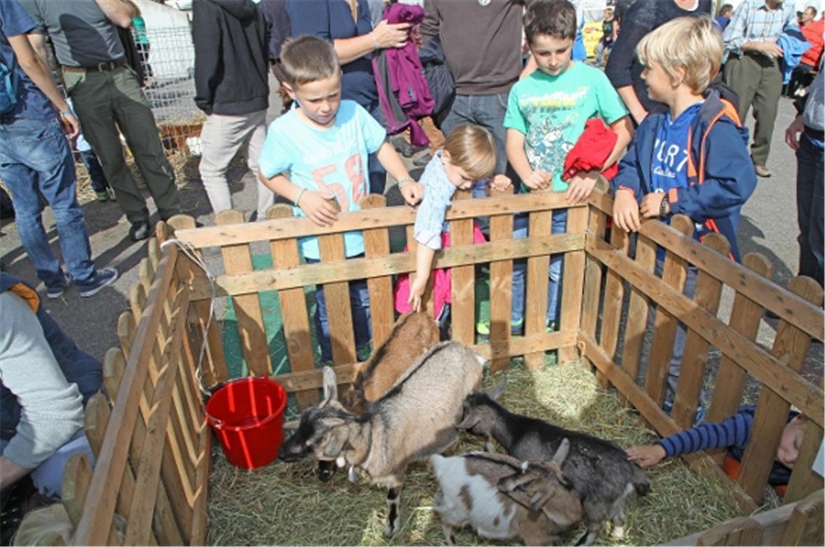 Gstriichlet wird vo allne Siite