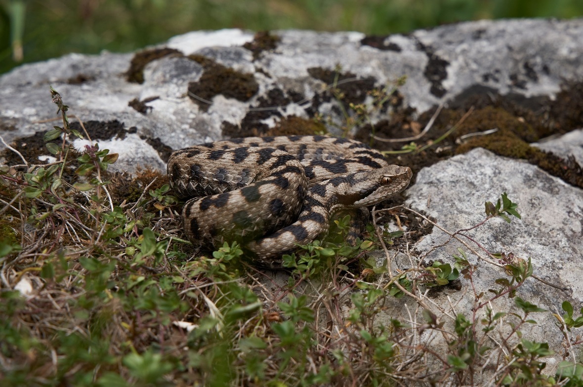 Gut zu erkennen: die längs geschlitzte Pupille der giftigen Aspisviper.