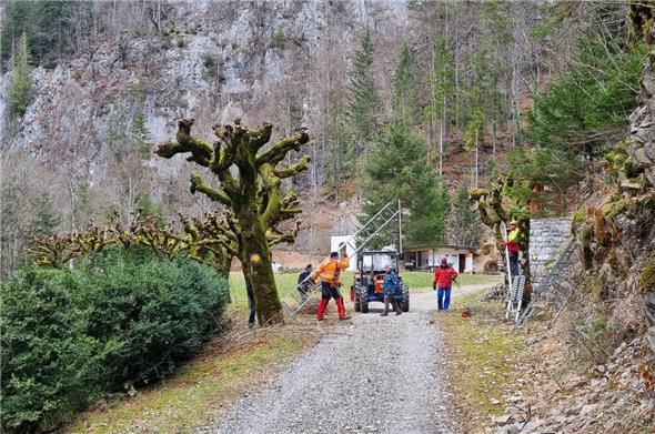 Gut zu tun hatten die Mitglieder des Vereins Bad und Thermalquelle Weissenburg beim Schnitt der alten Kastanien.