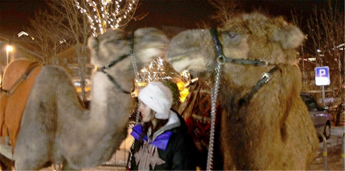 Gutmütige Kamele belebten das Geschehen in der Zweisimmer Bahnhofstrasse