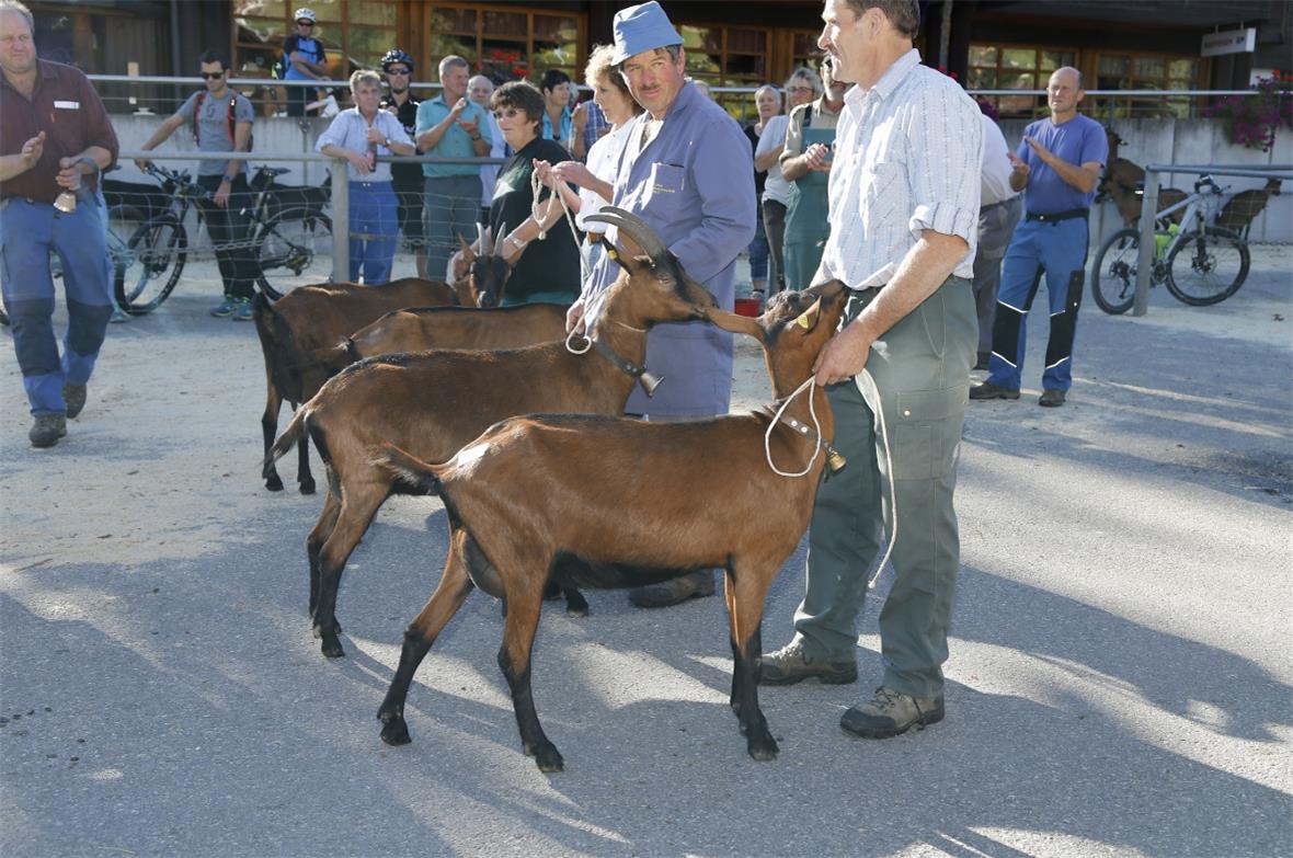 "Hänsel, laa d Giiss usi, d Englender wei Gemschi gschoue!"