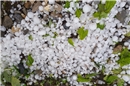 Hagel in Schwenden/Winteregg im Diemtigtal.