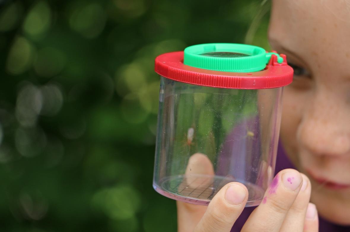 Hecken-Lebewesen in der Becherlupe