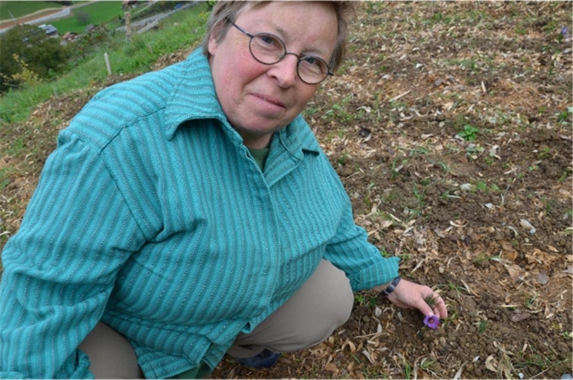 Heidi Ziörjen freut sich am Erfolg ihrer Safranpflanzung. Täglich kann sie von den violett-blauen Blüten ernten.