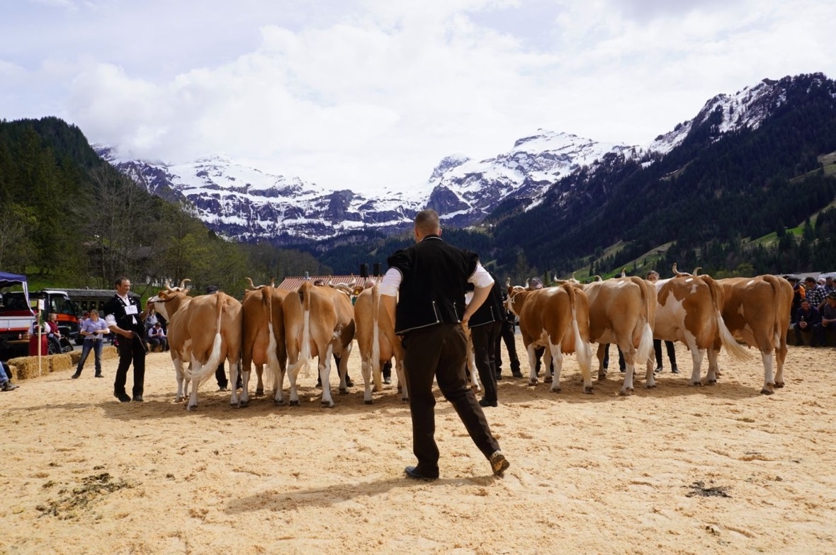 Heimische Rasse vor heimischer Kulisse: eine Gruppe Simmentalerkühe mit dem (lei...