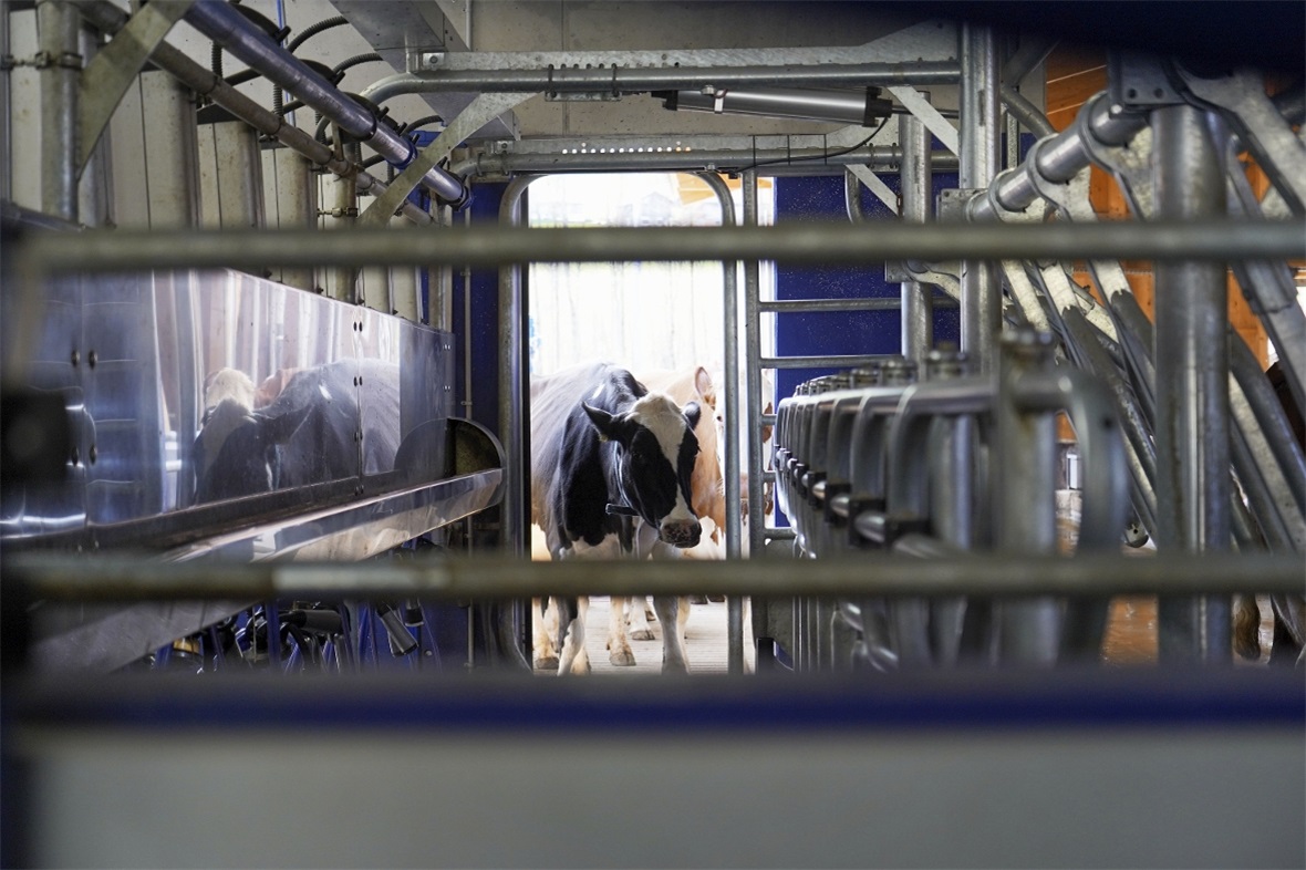 Hereinspaziert: Der Einlass in den Melkstand ist geöffnet.