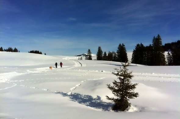 Herrliche Bedingungen auf dem Sparenmoos zum Winterwandern oder Schneeschuhlaufen