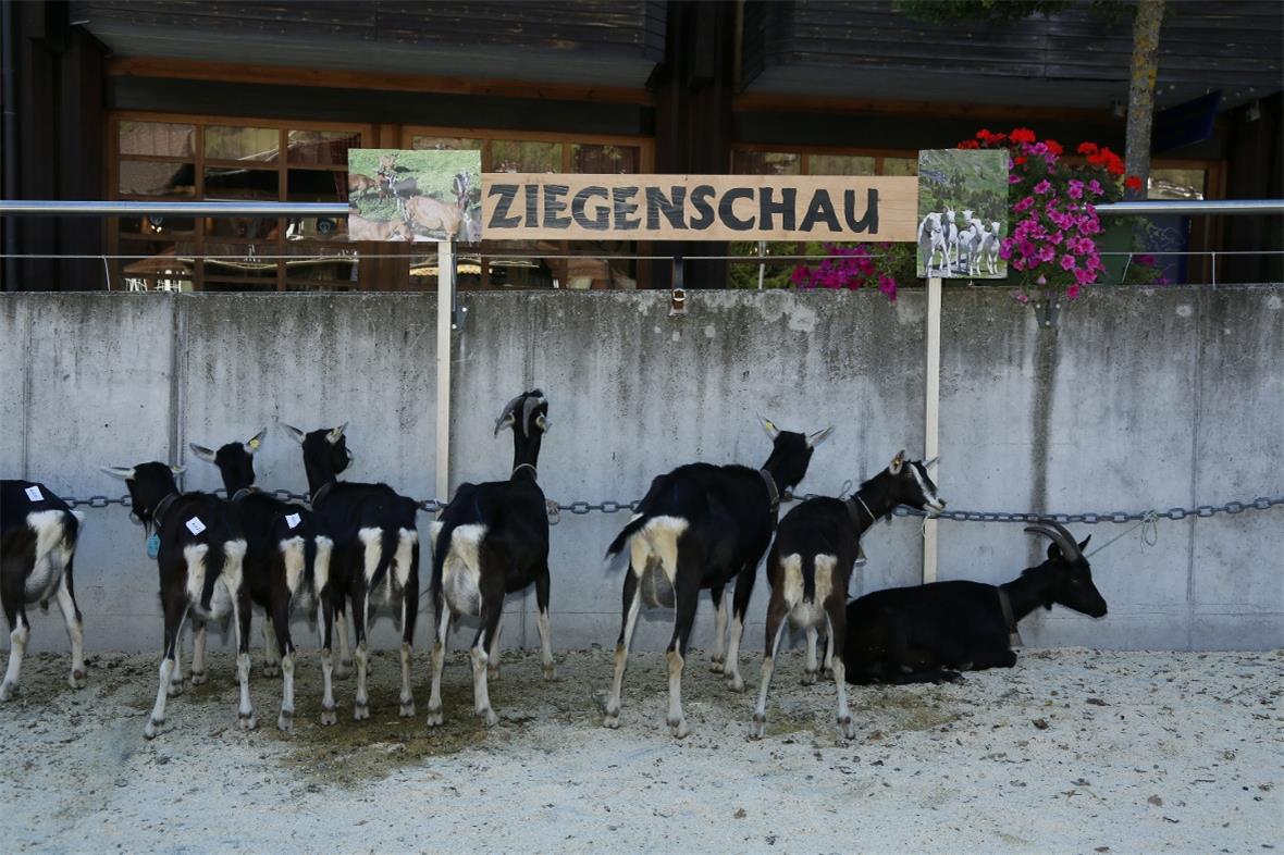 Hier wird nicht gemekert