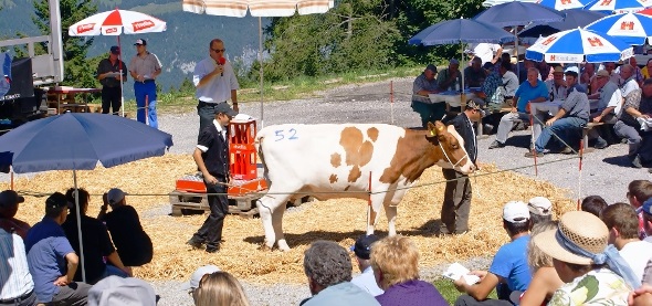 Höchstes Angebot: 4850 Franken für die SF-Kuh «Jasmin» und Savard-Tochter aus dem Stall von Roland Abbühl-Knubel, Gwatt