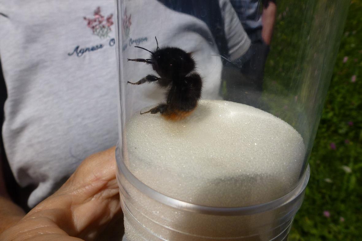 Hummel arbeitet bei kühleren Temperaturen als Biene.