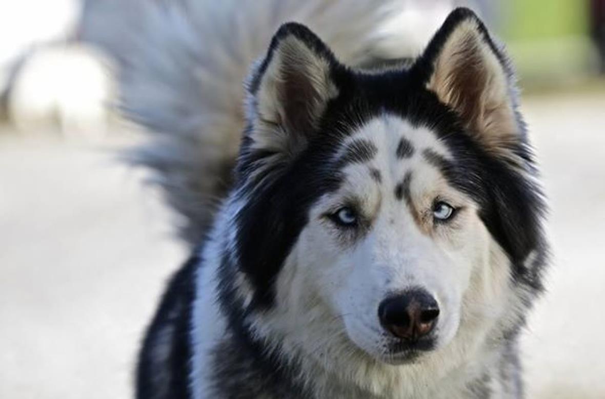 Husky TANIAK, Viviennes erster Schlittenhund