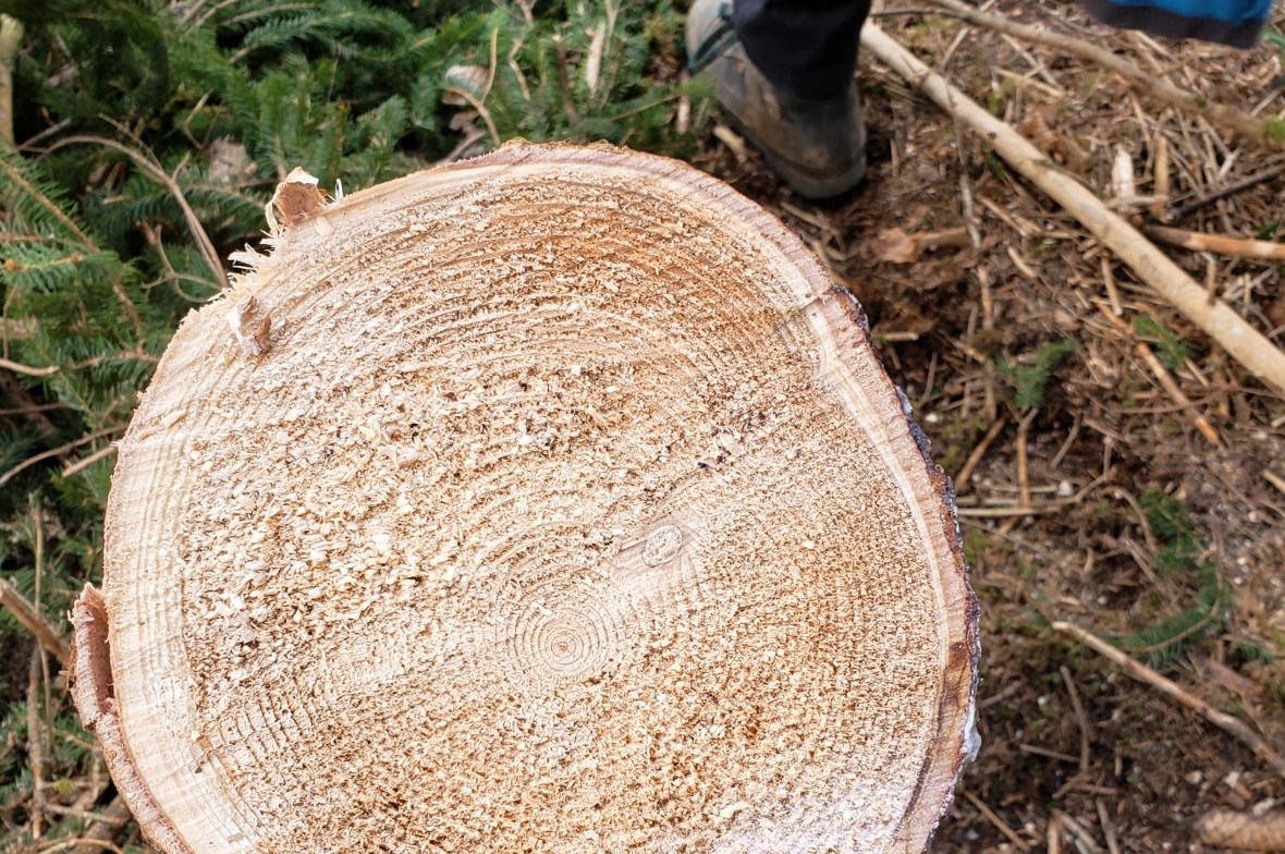 «Ich habe gelernt, wie ich herausfinden kann, wie alt ein Baum ist.» (Rafael Ven...