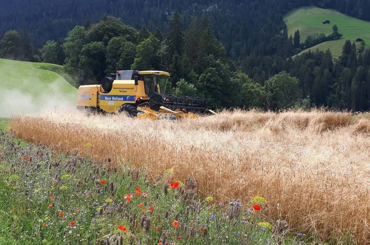 Im Diemtigtal wird Weizen angebaut und auch verarbeitet.