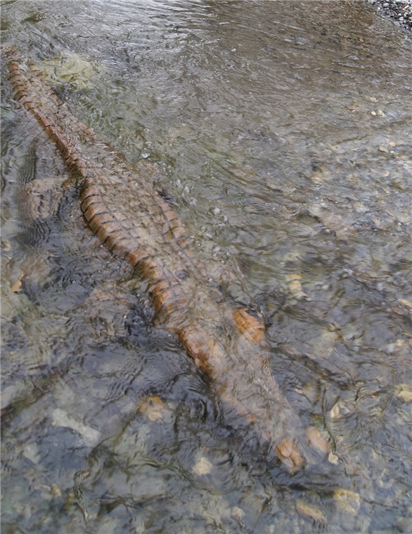 Im Kannenbach wartet ein Krokodil gespannt auf die Entstehung des Wasserspielplatzes Gwunderwasser